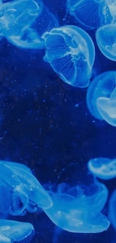 Glowing blue jellyfish in deep blue ocean wallpaper.