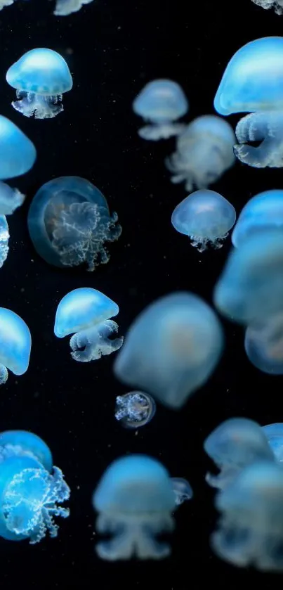 Blue jellyfish floating in dark ocean wallpaper.