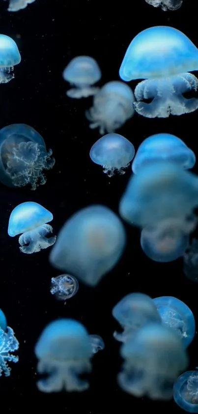 Ethereal blue jellyfish floating on a dark ocean background for mobile wallpaper.