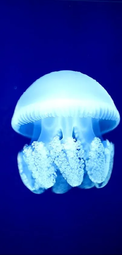 Blue jellyfish glowing in deep ocean.