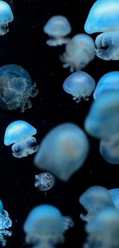 Glowing blue jellyfish float in dark ocean ambiance.