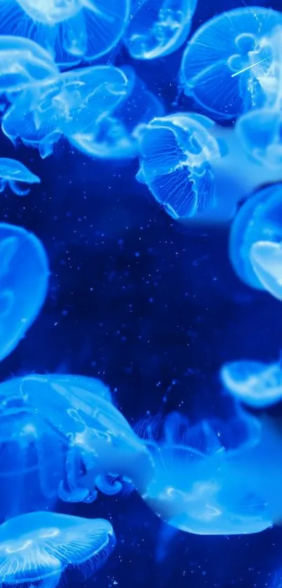 Glowing blue jellyfish cluster in an underwater scene, ideal for ocean lovers.