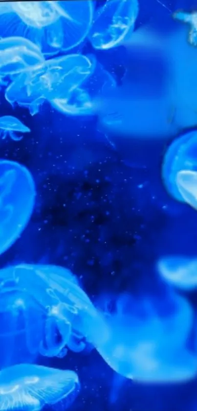 Blue jellyfish floating in a serene, glowing underwater scene.