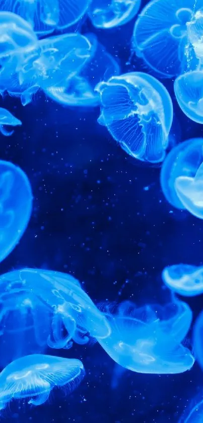 Glowing blue jellyfish floating in a deep ocean setting.