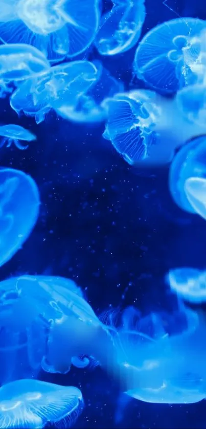 Blue jellyfish gracefully float in a deep ocean theme for mobile wallpaper.