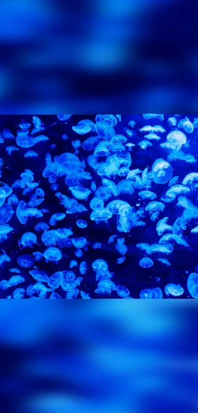 Mobile wallpaper of glowing blue jellyfish in the ocean depths.