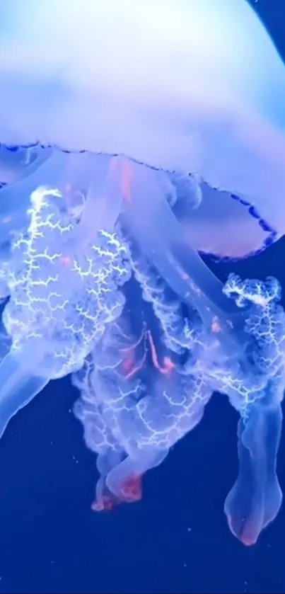 A mesmerizing blue jellyfish glows softly against a dark ocean background.