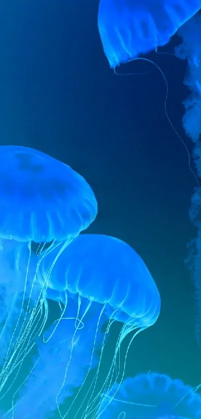 Blue jellyfish floating in the ocean depths, creating a serene vibe.