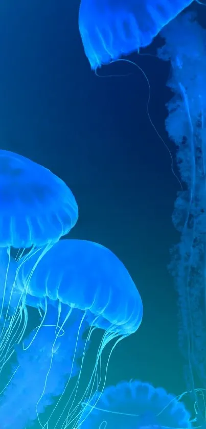 Blue jellyfish floating gracefully underwater.