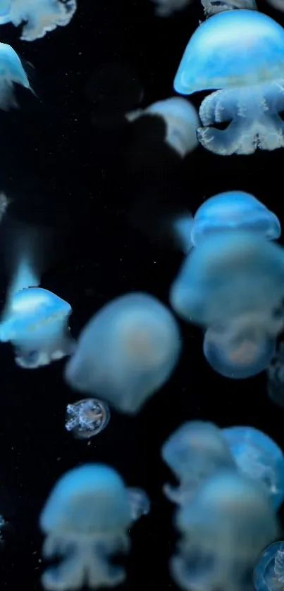 Blue jellyfish floating in dark ocean background.