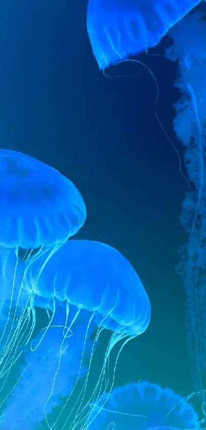 Mobile wallpaper featuring glowing blue jellyfish in a serene, aquatic setting.