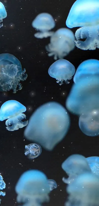 Floating blue jellyfish on a dark background, creating a serene atmosphere.