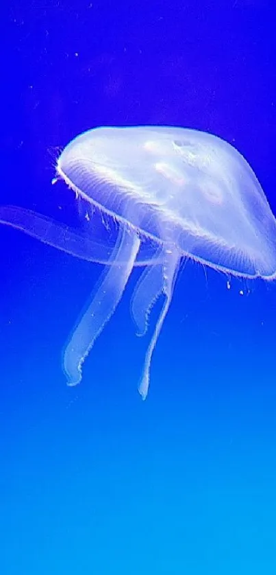 Beautiful blue jellyfish floating in an underwater ocean scene.