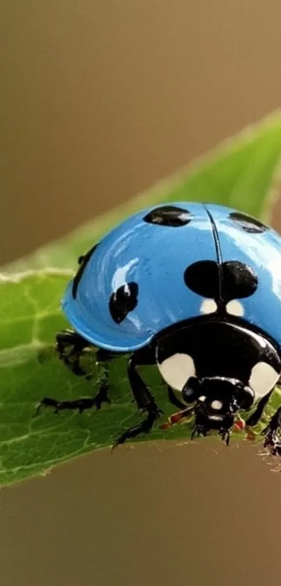 Close-up of a blue ladybug on a leaf.