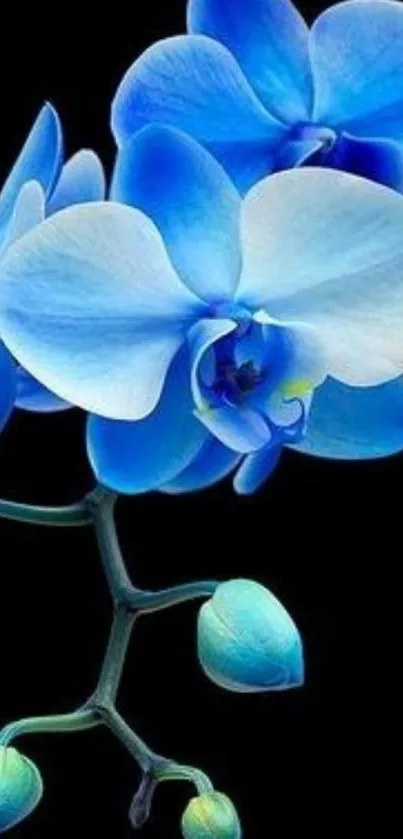 Vibrant blue orchid petals on black background wallpaper.