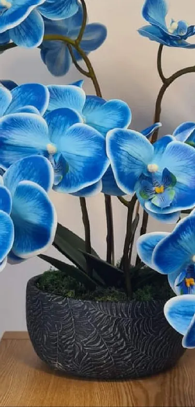 Blue orchids arranged gracefully in a black pot on wooden surface.