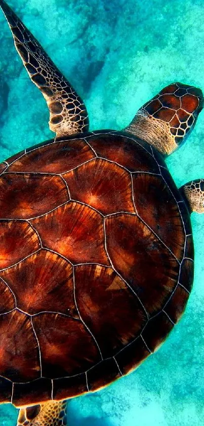 turtle 🐢  Live Wallpaper