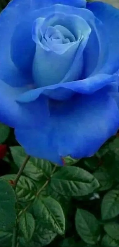 Close-up of a vibrant blue rose with green leaves.