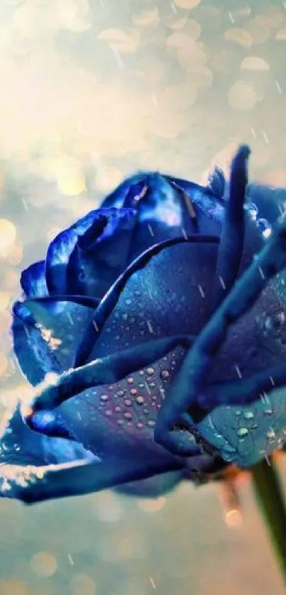 Blue rose with bokeh background on mobile wallpaper.