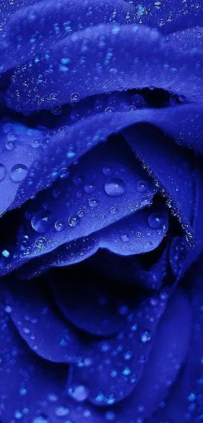 Close-up of blue rose with dewdrops, perfect for mobile wallpaper.