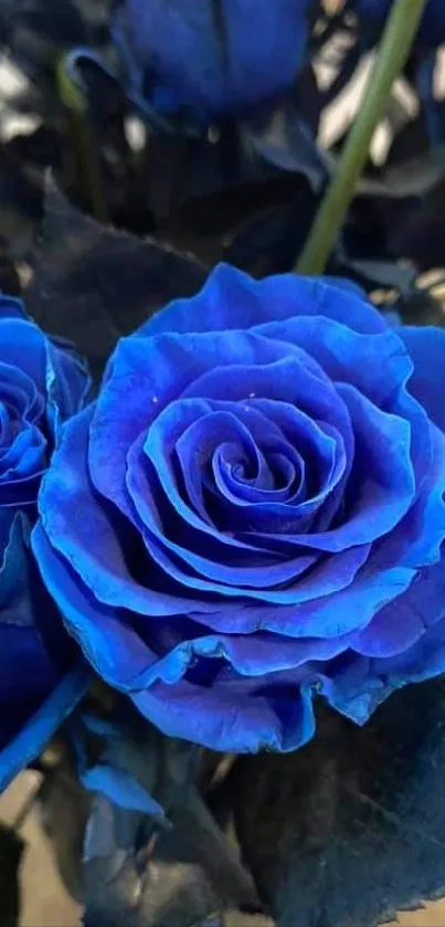 Vibrant blue roses with lush petals in a close-up mobile wallpaper.