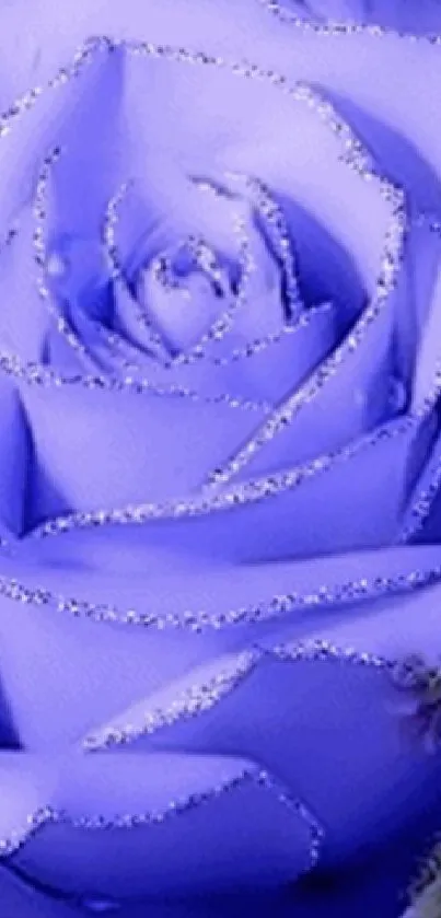Stunning blue rose wallpaper for mobile devices with elegant floral design.