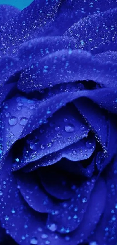 A vibrant blue rose with water droplets, ideal for a mobile wallpaper.