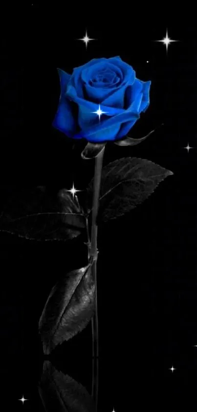 Blue rose on a black background wallpaper.