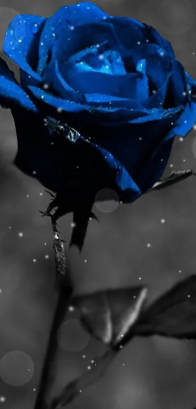 Blue rose on a dark, moody background wallpaper.