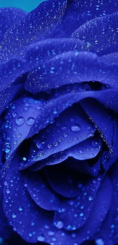 Close-up of a vivid blue rose covered in water droplets.