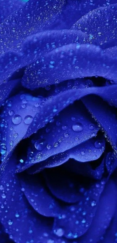 Blue rose with raindrops in close-up view.