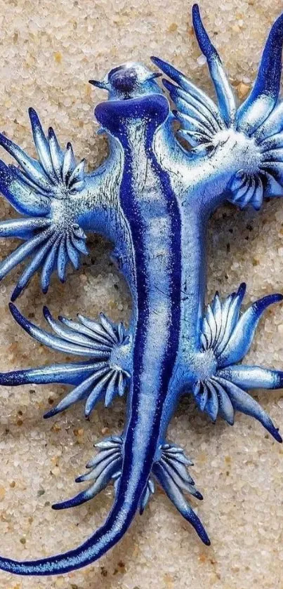 Blue sea dragon on sandy beach background.