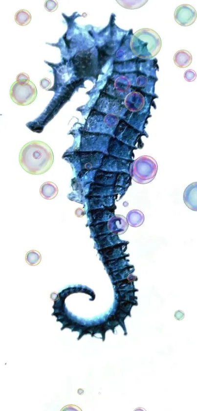 Blue seahorse surrounded by bubbles on a white background.