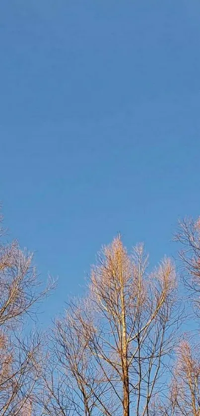 Wallpaper with clear blue sky and tree branches in view.