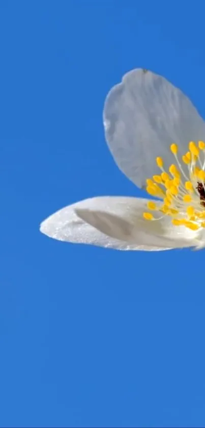 White flower on a blue sky background.