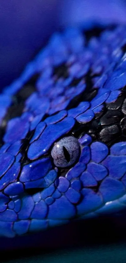 Close-up of a vibrant blue snake with detailed scaly texture.