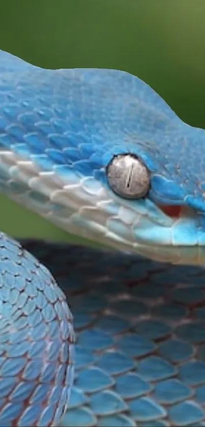 Close-up of a vibrant blue snake coiled against a blurred green background.