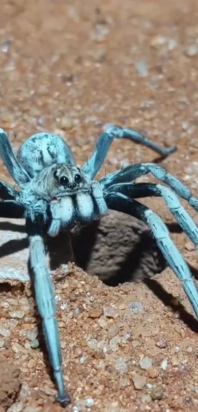 Blue spider crawling on sandy ground.