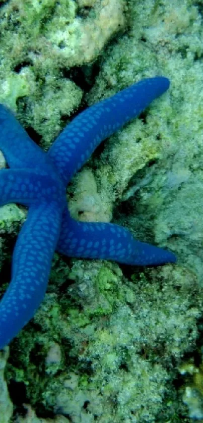 Blue starfish resting on ocean floor with vibrant natural textures.