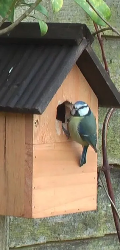 Blue tit perched at a rustic wooden birdhouse in natural setting.