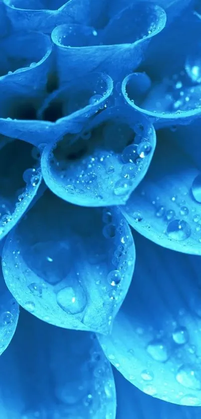 Close-up of a blue flower with water droplets on petals.