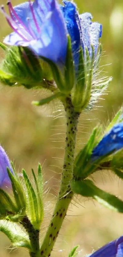 Close-up of blue wildflowers in bloom against a soft blurred background.