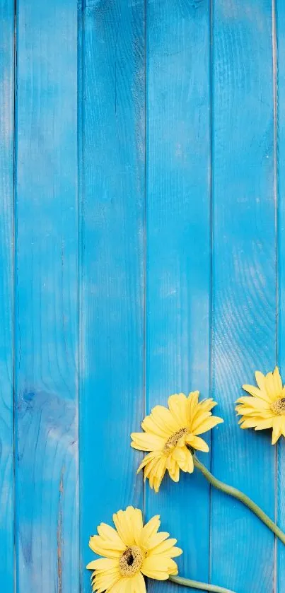 Blue wooden background with yellow daisies in corner.