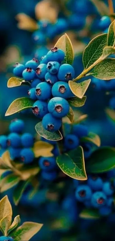 Close-up of vibrant blueberries with green leaves.