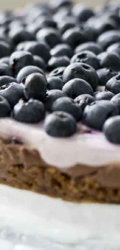 Blueberry cheesecake with a crisp base and creamy texture.