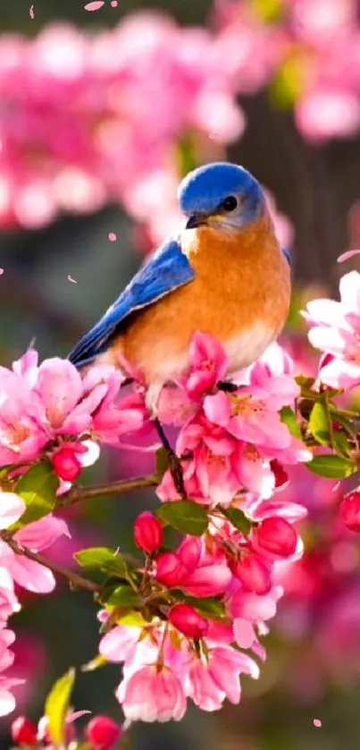 Bluebird on a branch with pink blossoms, set as a mobile wallpaper.