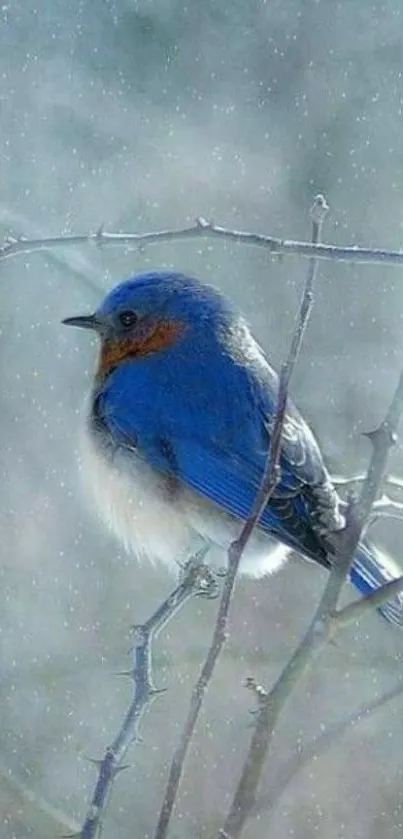 Bluebird perched on branch in frosty winter scene.