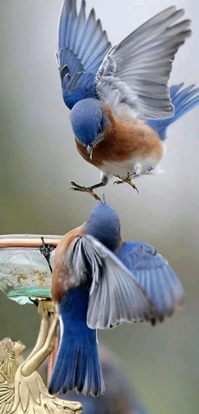 Two bluebirds interact mid-flight above a decorative birdbath.