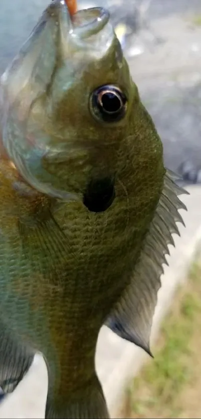 Bluegill fish caught with worm near a lake.