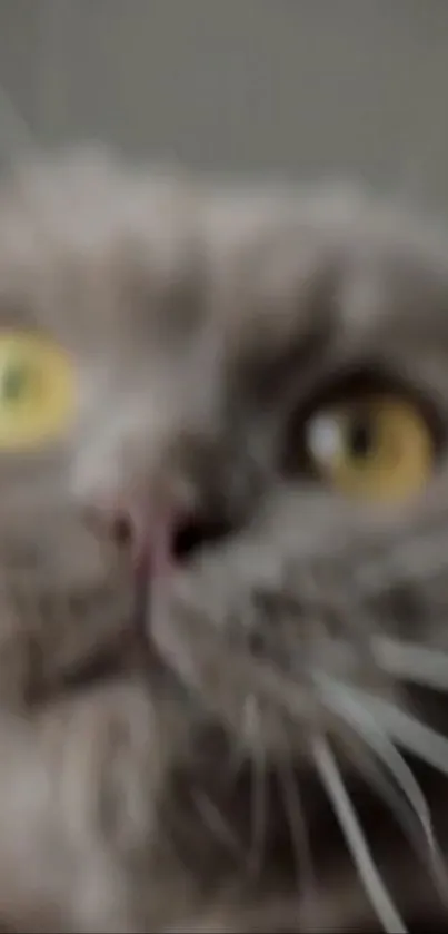 Blurry close-up of a gray cat with glowing yellow eyes.